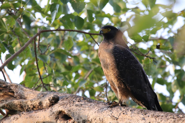 Crested serpent eagle in Nepal.