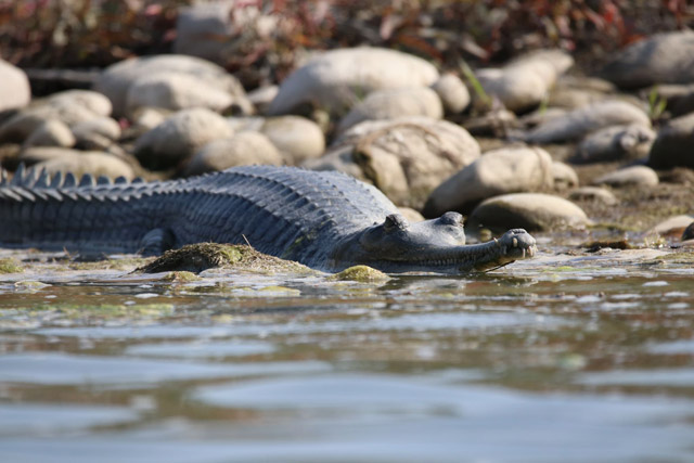 Gharial in Nepal.