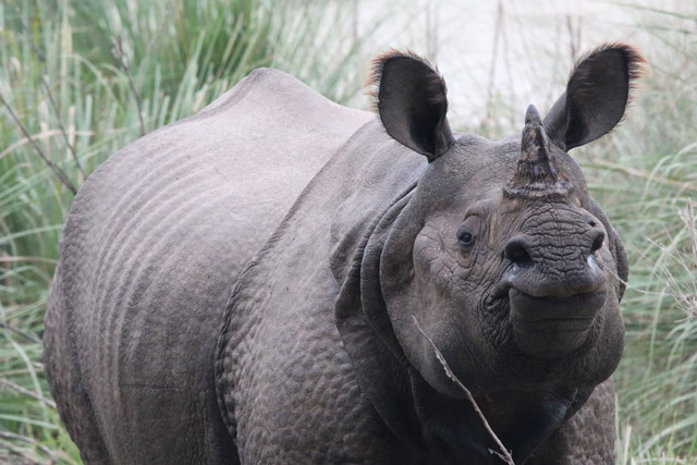 One-horned rhino in Nepal.