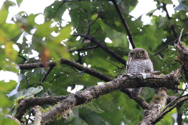 Owl in Nepal.