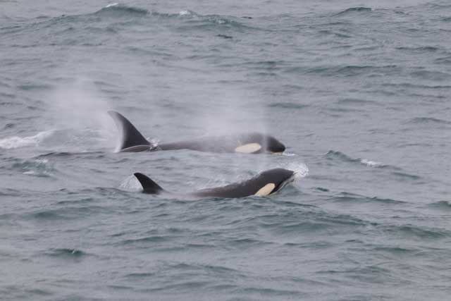 Killer Whales off the Kamchatka Peninsula
