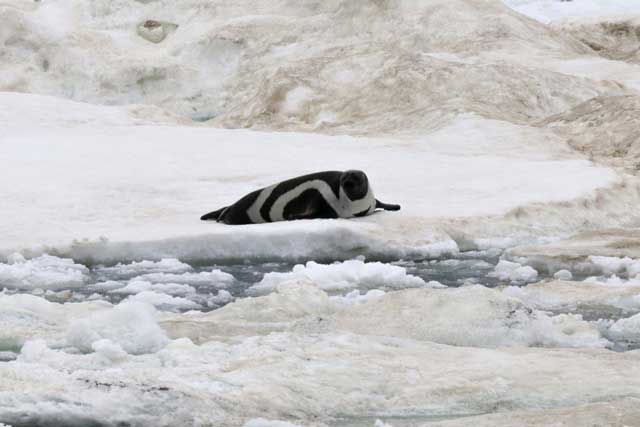 Ribbon Seal on ice in Kamchatka