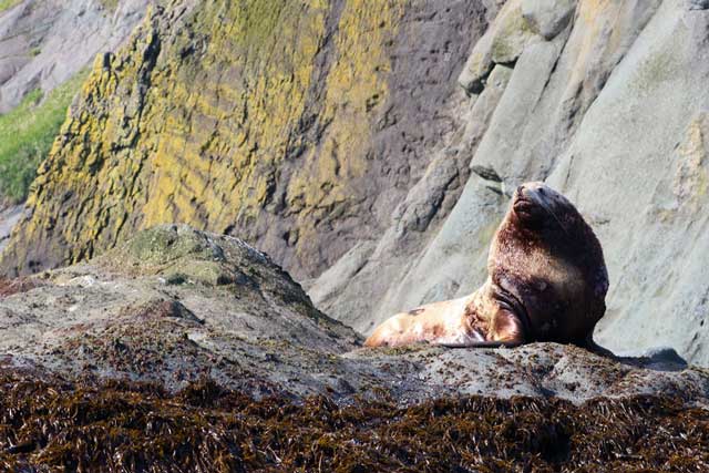 Steller's sea lion in Kamchatka