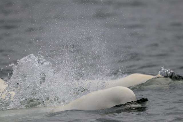 Beluga Whale off the Kamchatka Peninsula