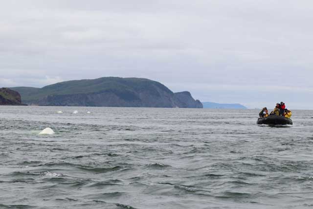 Whale Watching on a Zodiac off the Kamchatka Peninsula