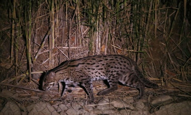 Fishing cat in Sri Lanka.