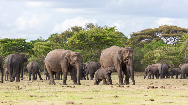 Asian elephant in Sri Lanka