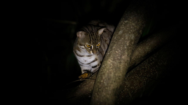 Rusty spotted cat in Sri Lanka.