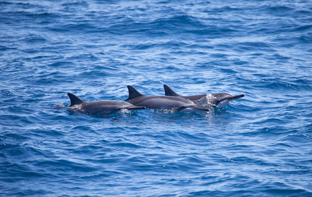 Spinner dolphin in Sri Lanka