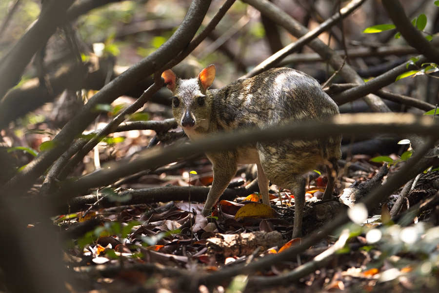 Spotted chevrotain in Sri Lanka