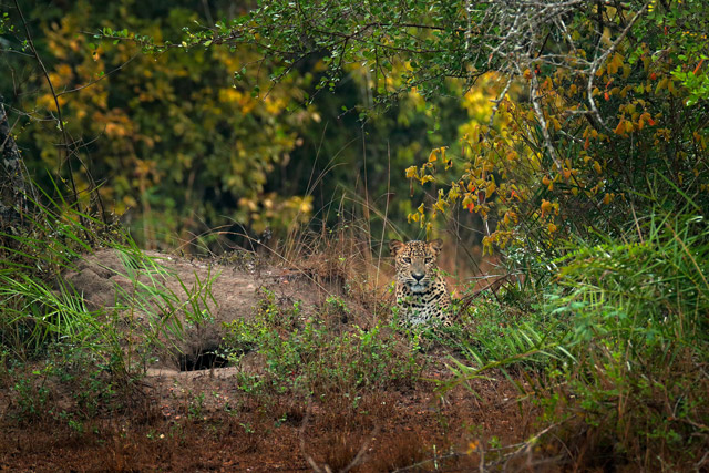 Leopard in Wilpattu National Park, Sri Lanka