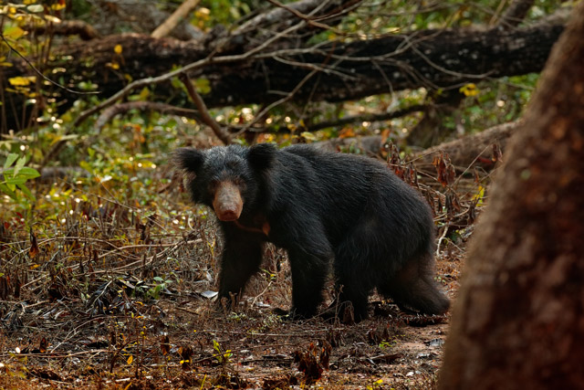 Sloth bear in Wilpattu National Park, Sri Lanka