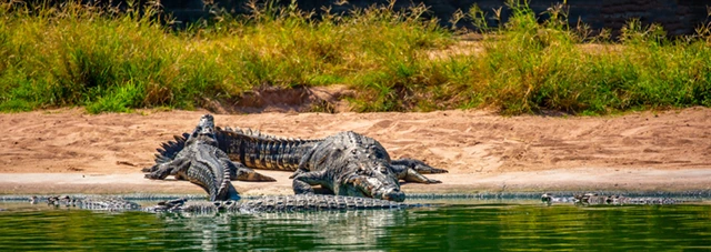 Crocodile in Australia.
