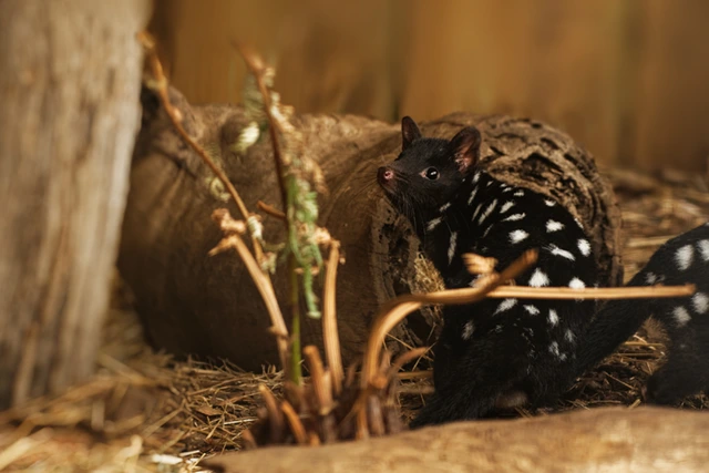 Quoll in Australia.