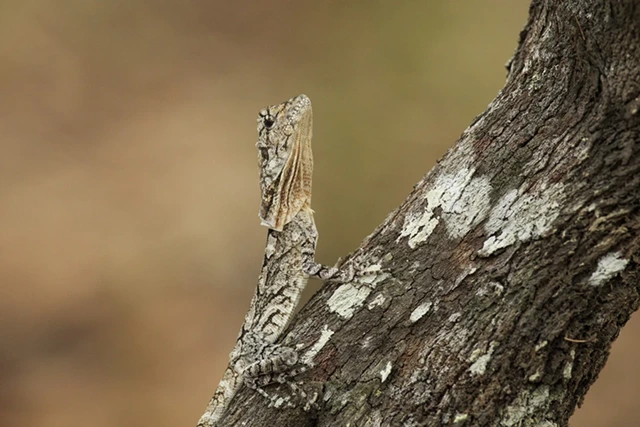 Frilled lizard in Australia.