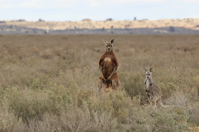 Red kangaroo in Australia.