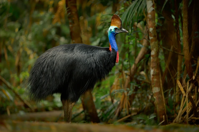 Southern cassowary in Australia.