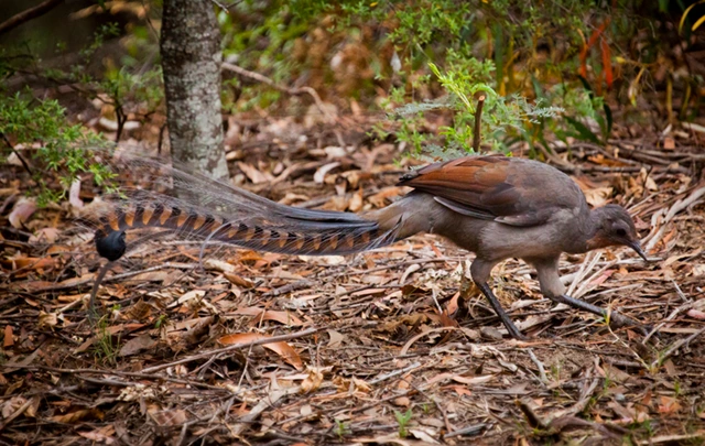 Superb lyrebird in Australia.