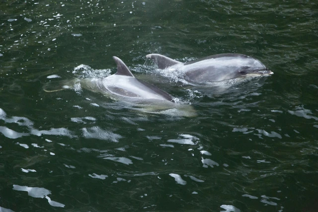 Bottlenose dolphins in Fiordland, New Zealand.