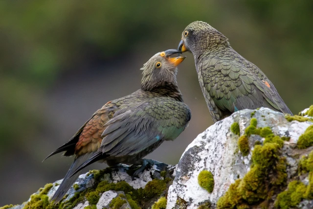 Kea in Fiordland, New Zealand.