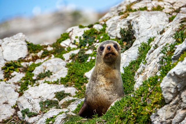 New Zealand fur seal in Fiordland, New Zealand.