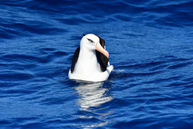 Campbell Albatross in New Zealand.