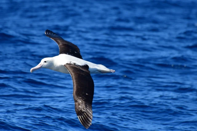 Royal Albatross in New Zealand.