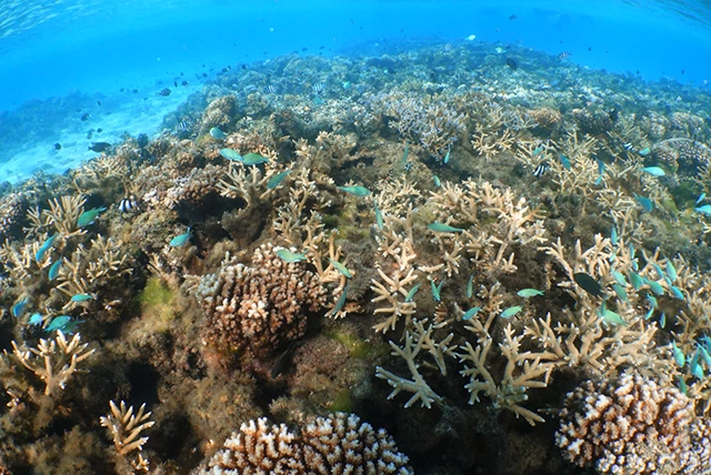 Coral & fishj in Tonga.