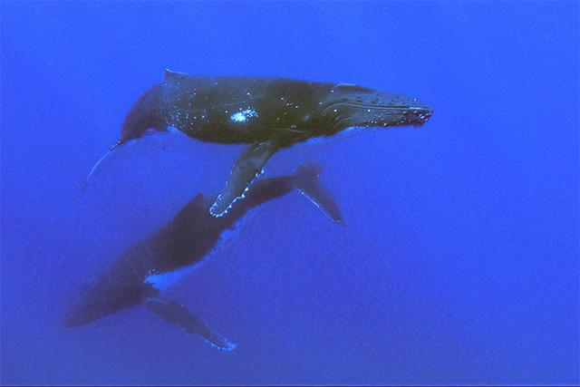 Humpback whale in Tonga.