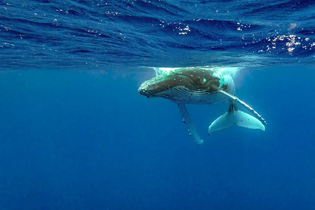 Humpback whale in Tonga.