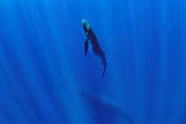Humpback whale in Tonga.