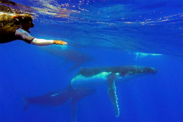 Humpback whale in Tonga.