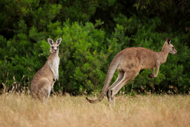 Eastern-grey kangaroo in Australia.