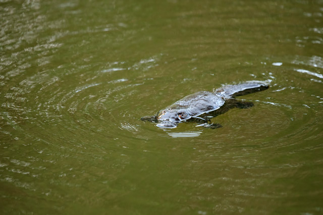 Platypus in Australia.