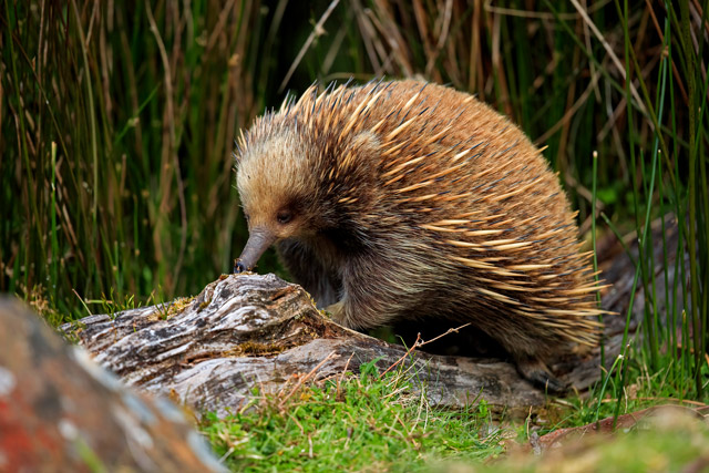 Short-beaked echidna in Australia.