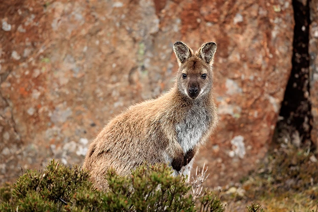 Bennett's wallaby in Australia.