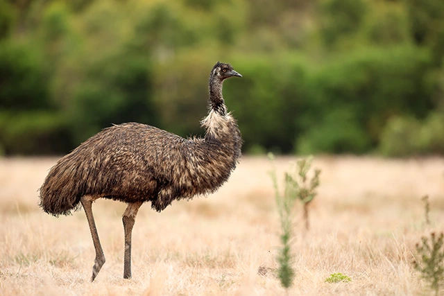 Emu in Australia.