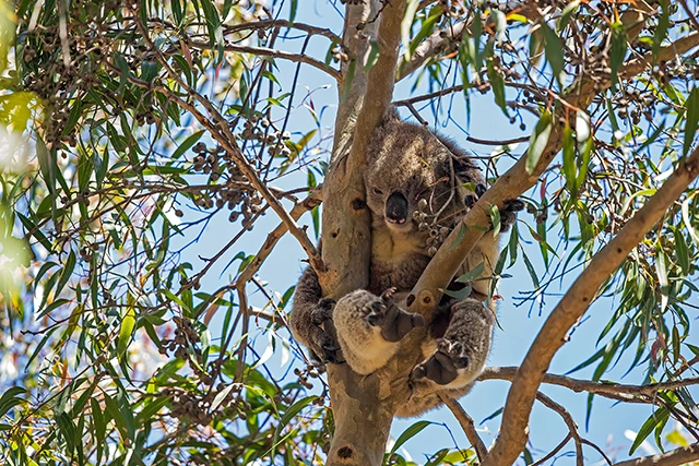 Koala in Australia.