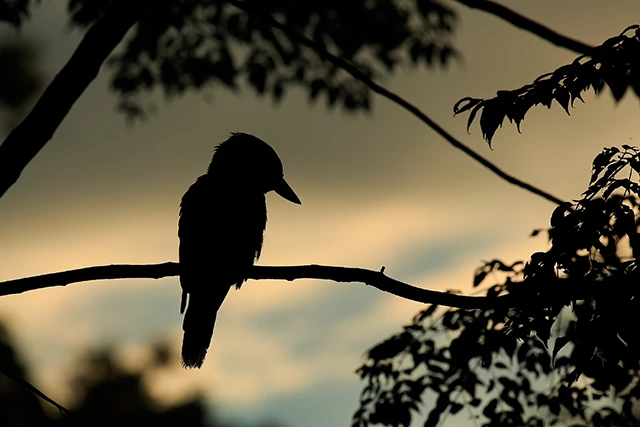 Kookaburra in Australia.