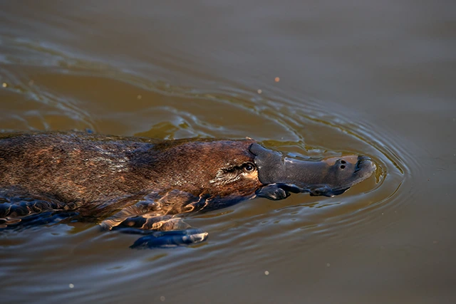 Platypus in Australia.
