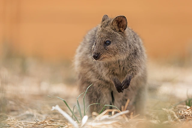 Quokka in Australia.