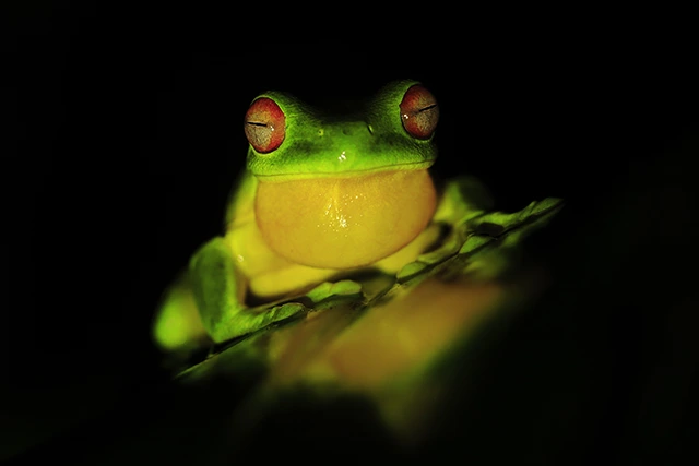 Red-eyed tree frog in Australia.
