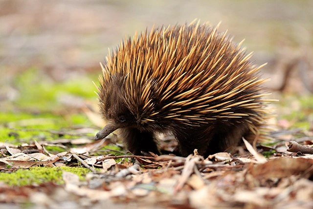 Short-beaked echidna in Australia.