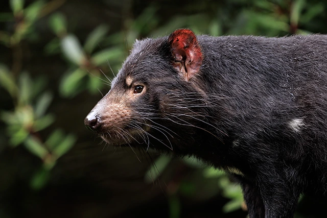 Tasmanian devil in Australia.