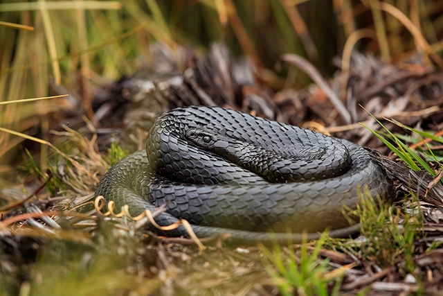 Tiger snake in Australia.