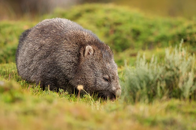 Wombat in Australia.