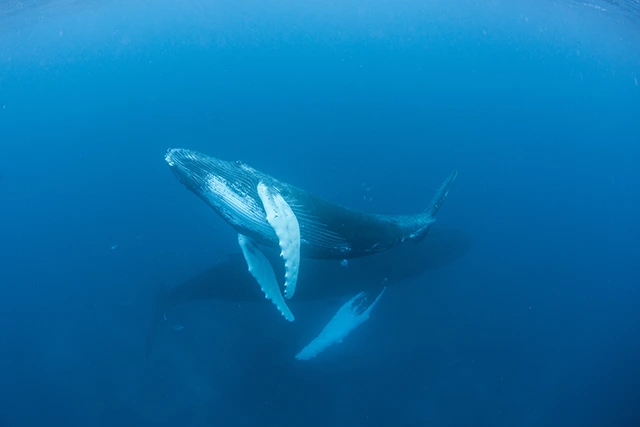 Humpback whale underwater in Silver Bank, Dominican Republic