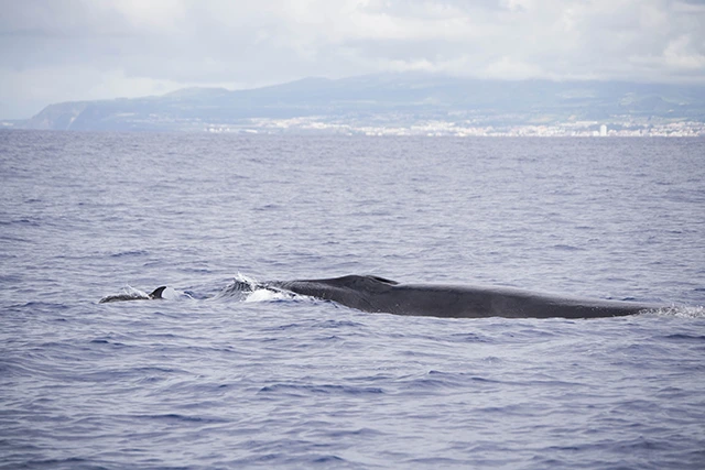 Sei whale & dolphin in Sao Miguel, the Azores