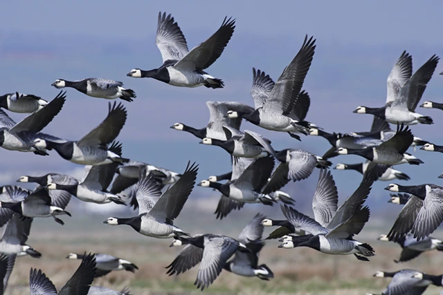 Flock of barnacle geese
