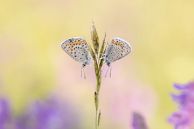 Silver-studded blue butterflies in Bulgaria.